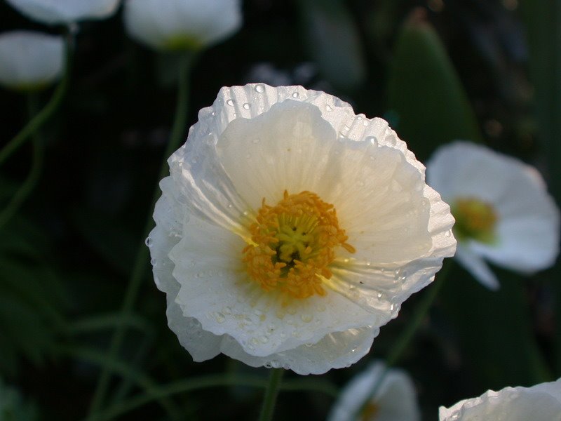 Weißer Mohn by PaulCarl