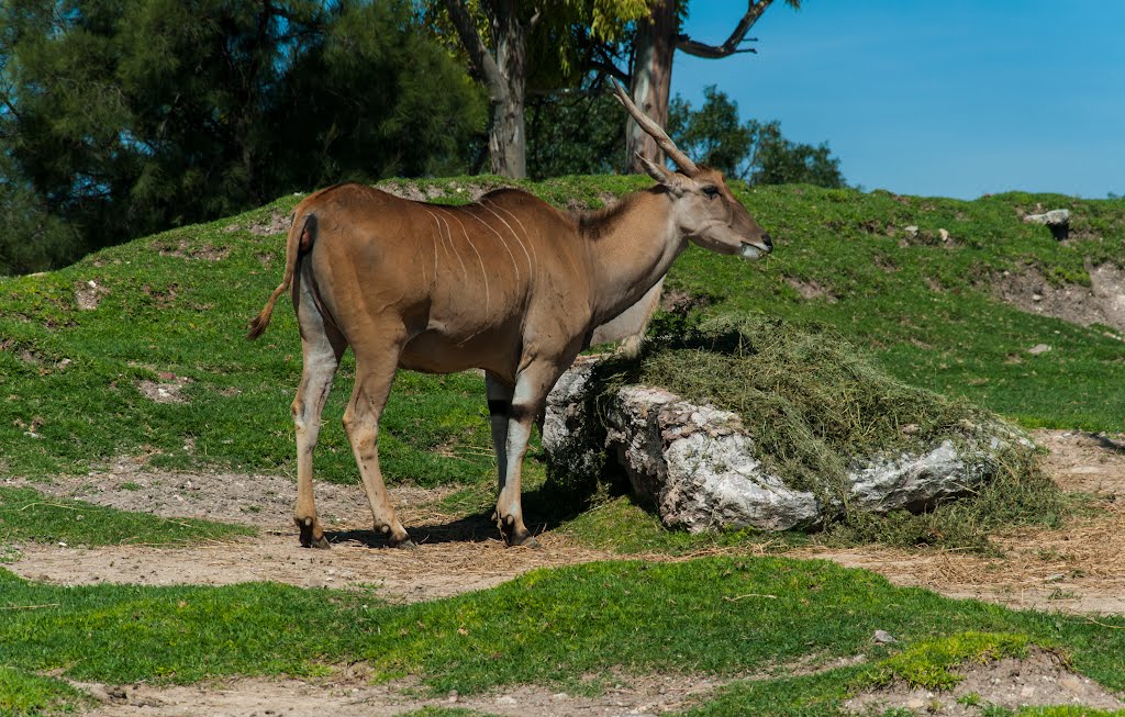 Antílope Eland común, eland común o alce de El Cabo (Taurotragus oryx) by J Pilloni F