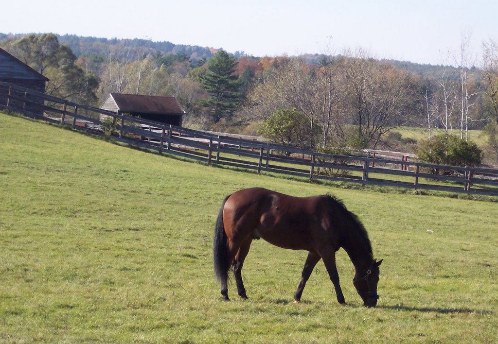 Horse Grazing Near Saratoga Springs by kdfitzmo