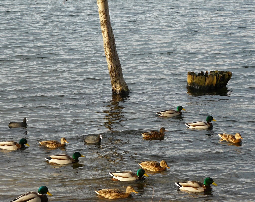 Ducks and ducks and more ducks... by tumblr.tk