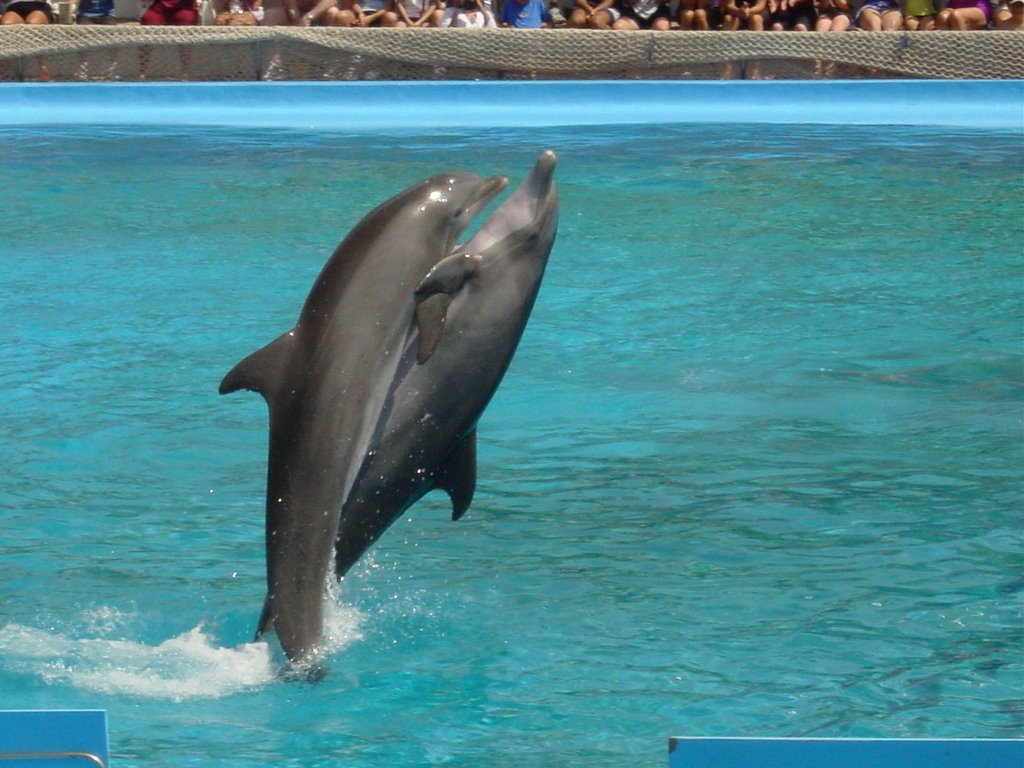 Marineland (Delfines) by Miguel Angel Mu