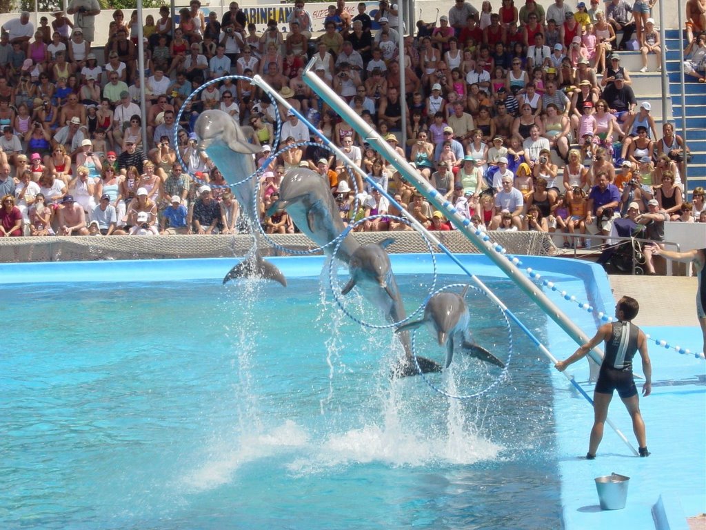 Marineland (Show Delfines) by Miguel Angel Mu