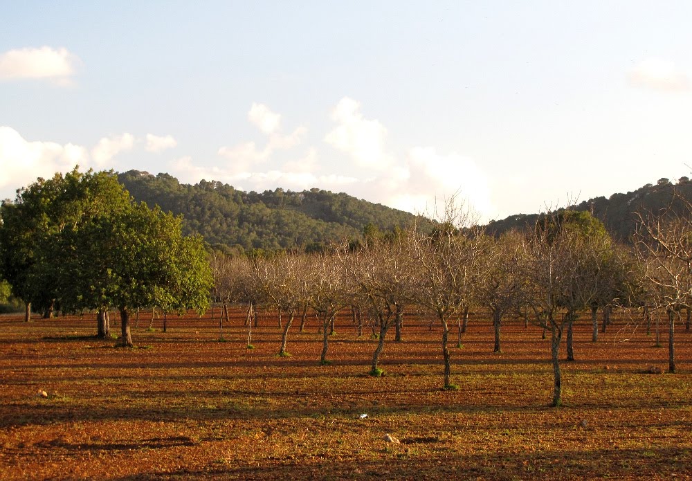 Majorcan countryside by fajna_asia