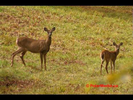 Deers on Gray Rocks Mtn. © PolarMedia.ca by Rene-Pierre Normande…