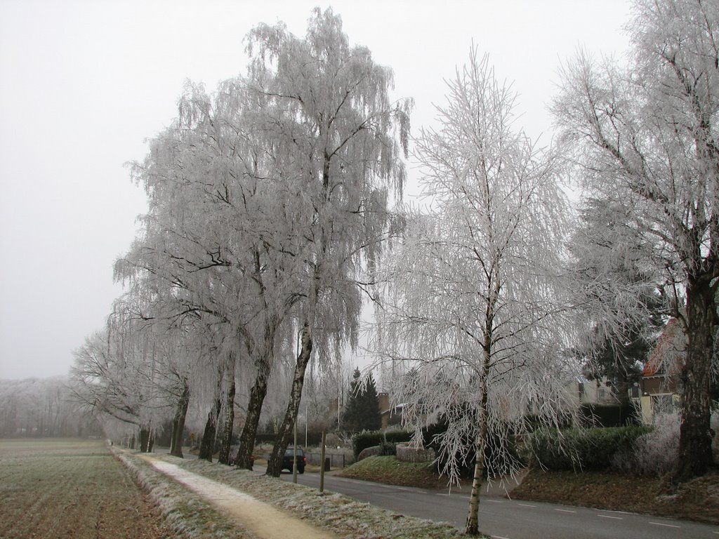 Bakenbergseweg Arnhem/Schaarsbergen in winter, with frost at the trees and left the "Hoge Erf" fields. by Henq