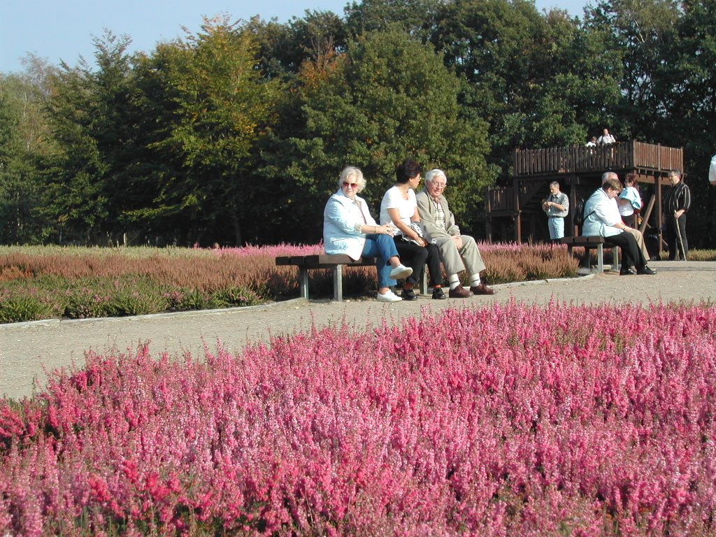 Heidegarten bei Schneverdingen by D.Tetzner