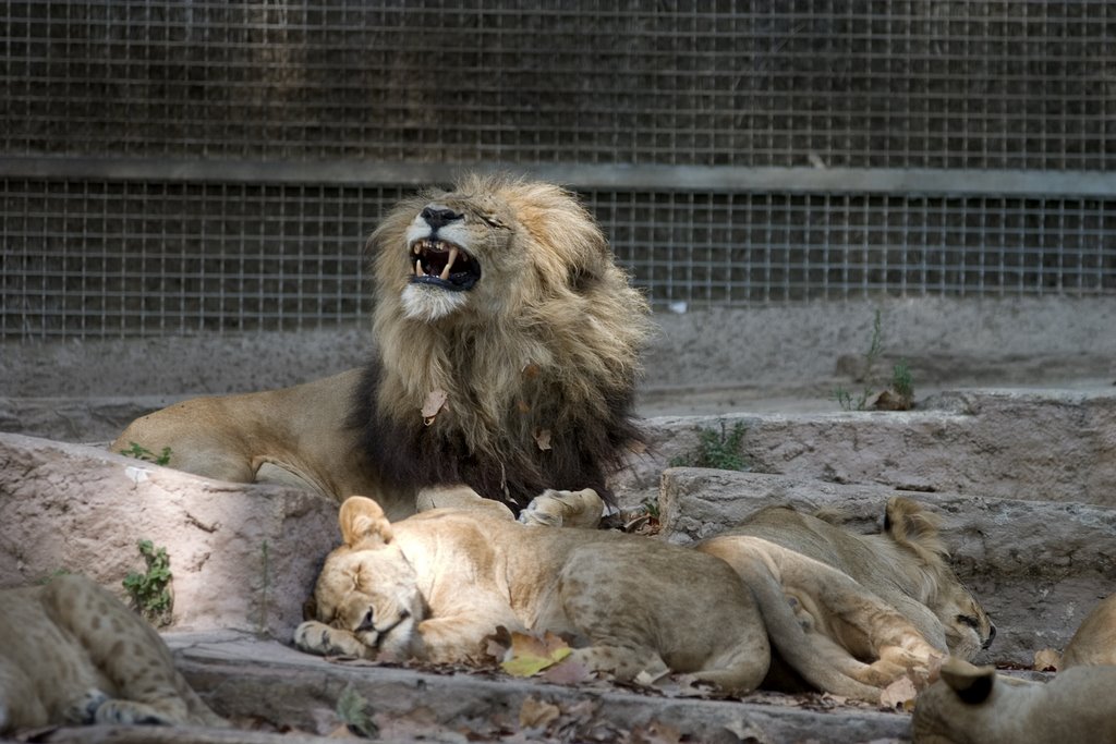 Barcelona - ZOO by Laura Sayalero Plate…