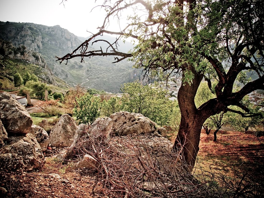 Almendro by Espartero