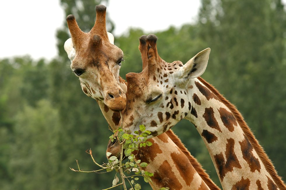 Girafes au parc de Thoiry by Thierry Malaval