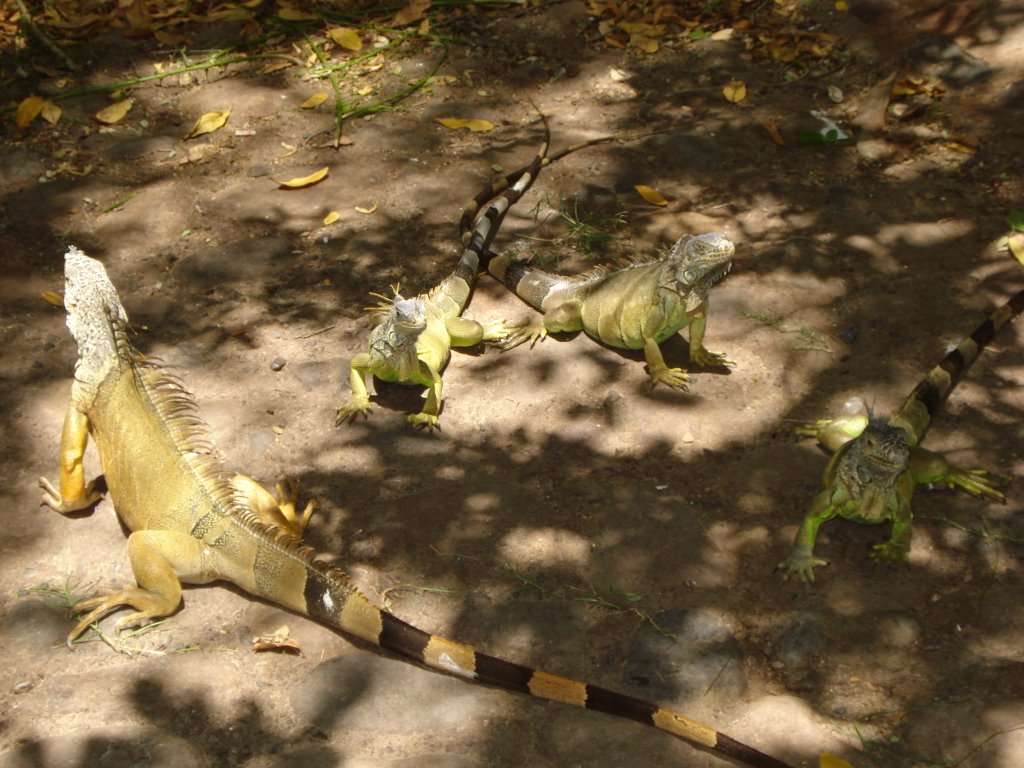 Iguanas, entrada al muelle by Lic. Gus