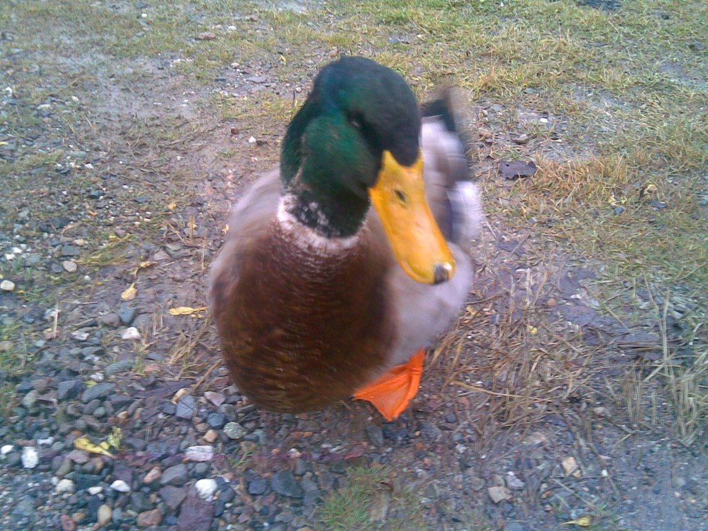 Nice Spot To Pet The Ducks Around The Basin by keithpinette