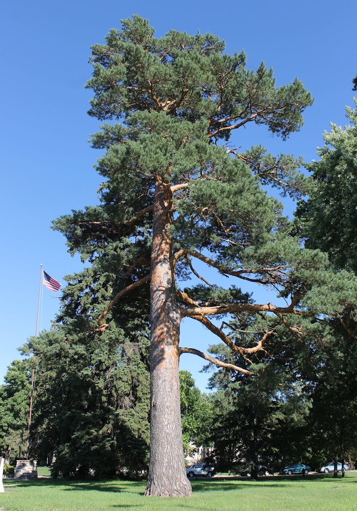 Majestic Pine, Utley Park, Edina MN by radio.sputnik