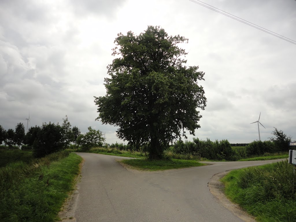 Boom op drie-splitsing nabij Essendijk, 's-Gravenpolder by © rdnjc