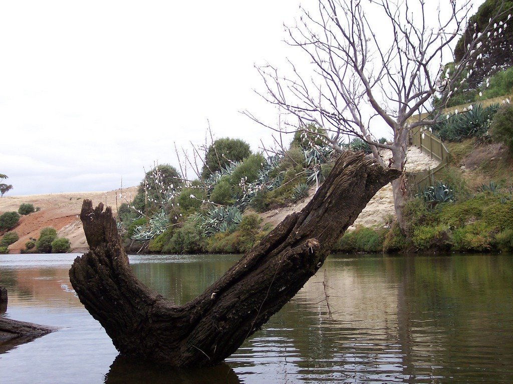 Old Noarlunga Cockatoo's 2 by Aussi Wolf