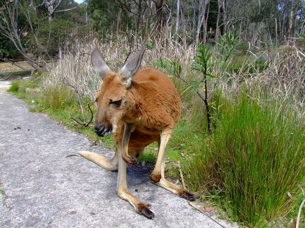 Warrawong Wildlife Reserve by Wolfram D