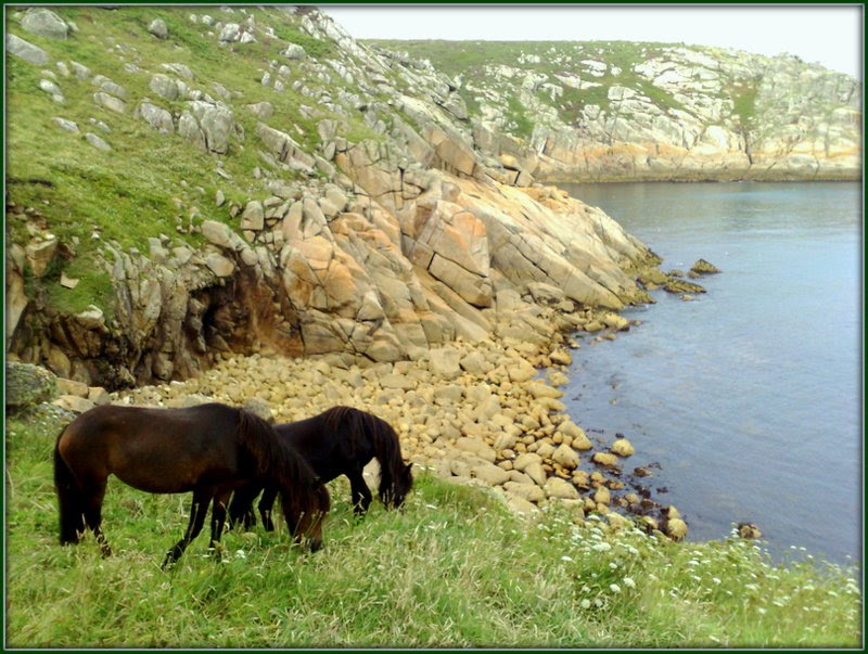 Dartmoor ponies, Porthcurno by Andy Rodker