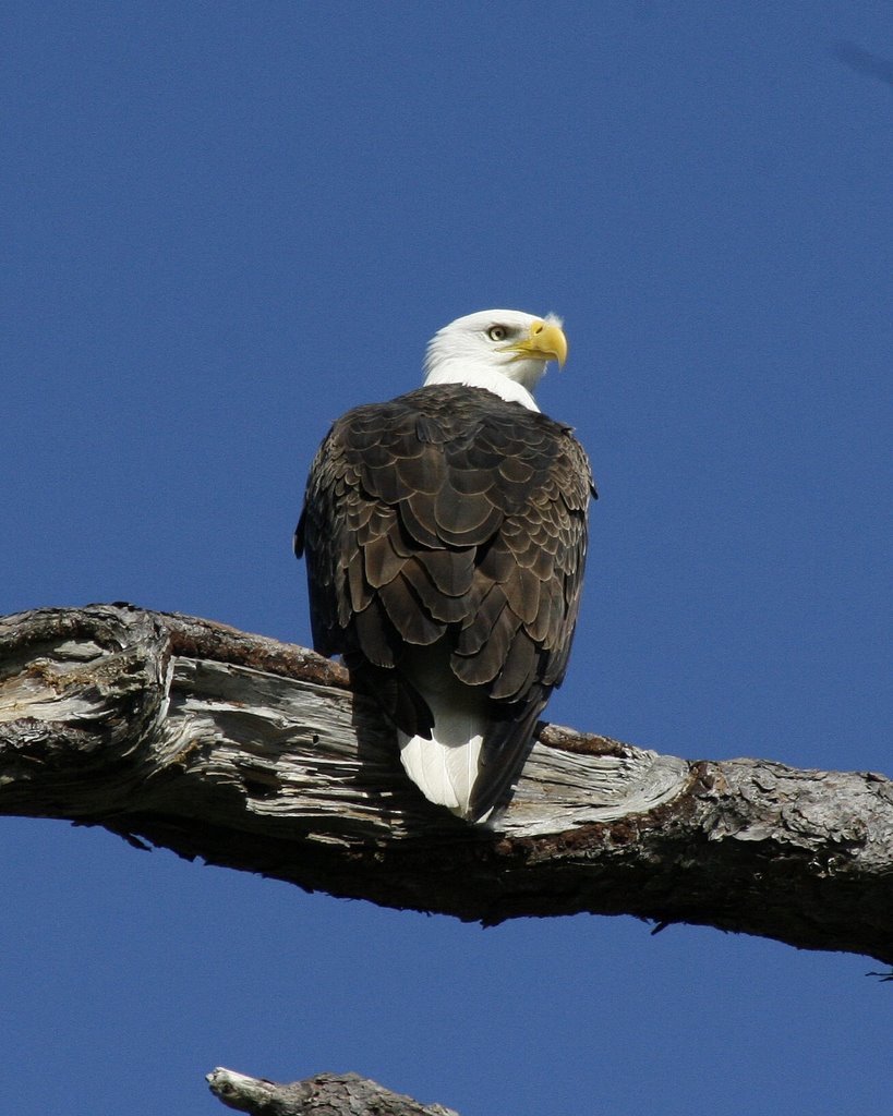 Eagle watching over the nest by photosbyjdavid