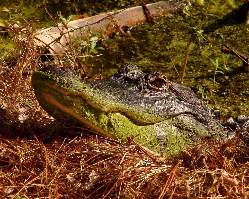 Gator waiting for supper by photosbyjdavid