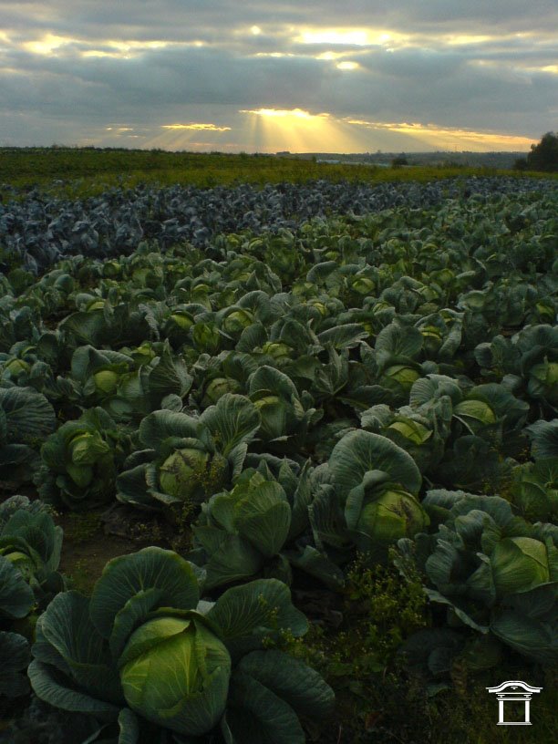 Cabbage Fields Forever by karamon