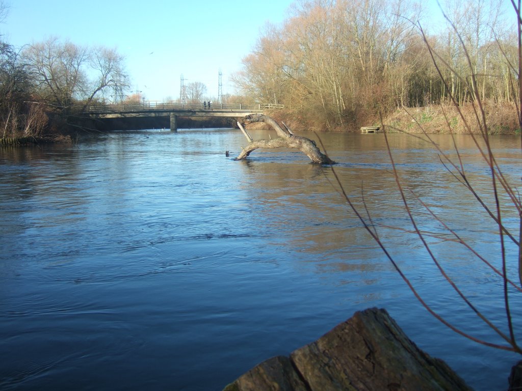 Monster branch, River Lee, Fishers Green by Severous