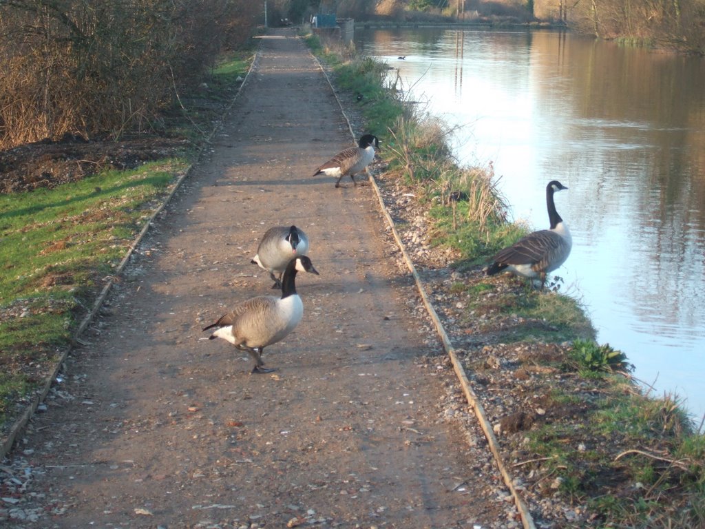 Geese, River Lee, Wormley by Severous