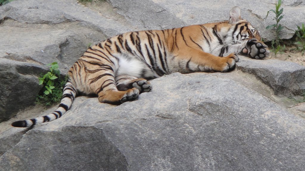 Siesta bei den Tigern by fotofreak74