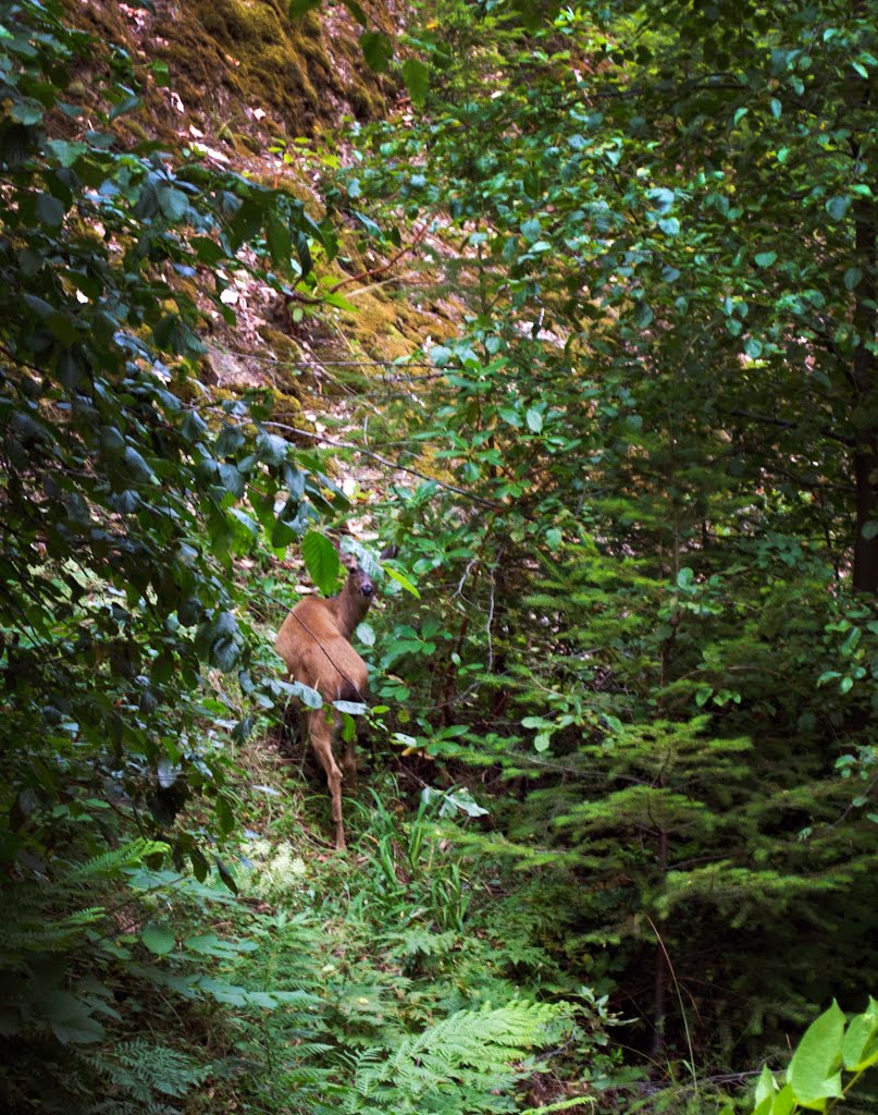 Looking at you - Kings Peak Road DSC_0143sf by Larry Butcher