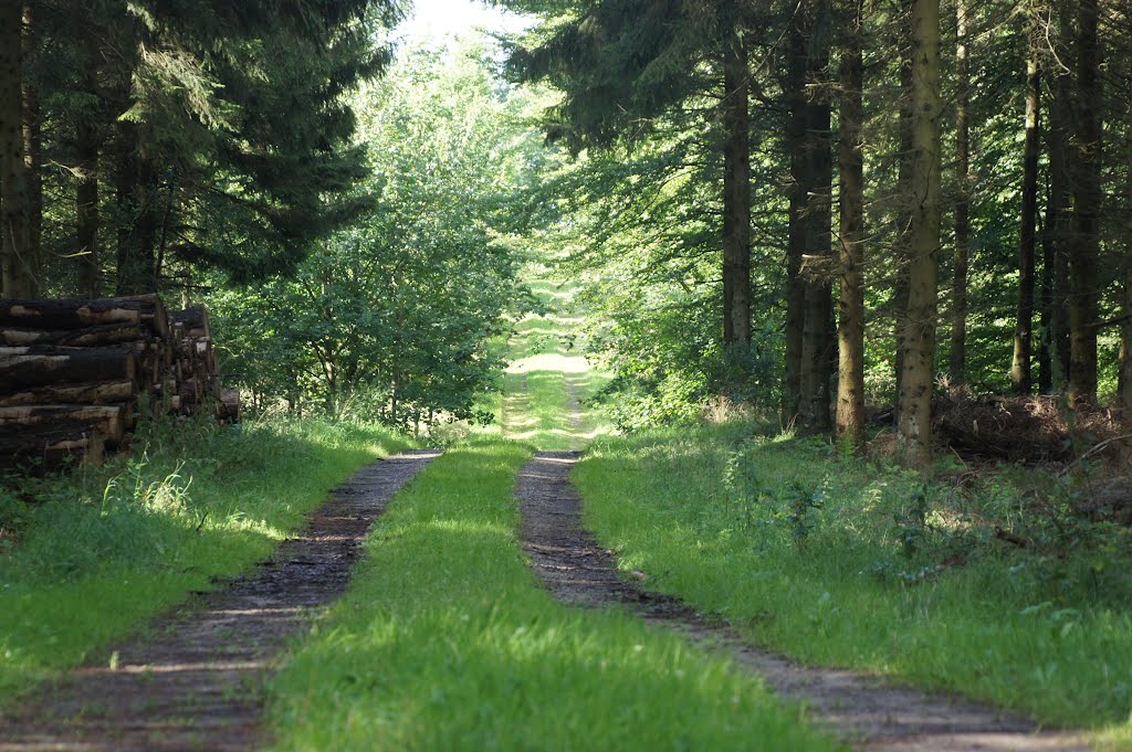 Kelstrup Plantage, 7. august 2012 by papkassen