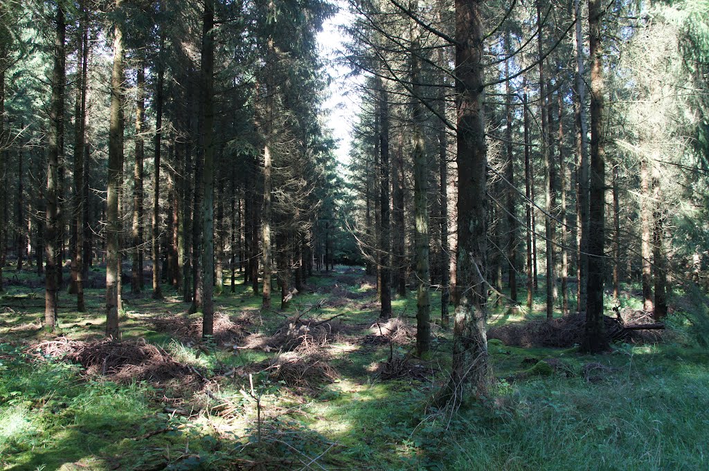 Kelstrup Plantage, 7. august 2012 by papkassen