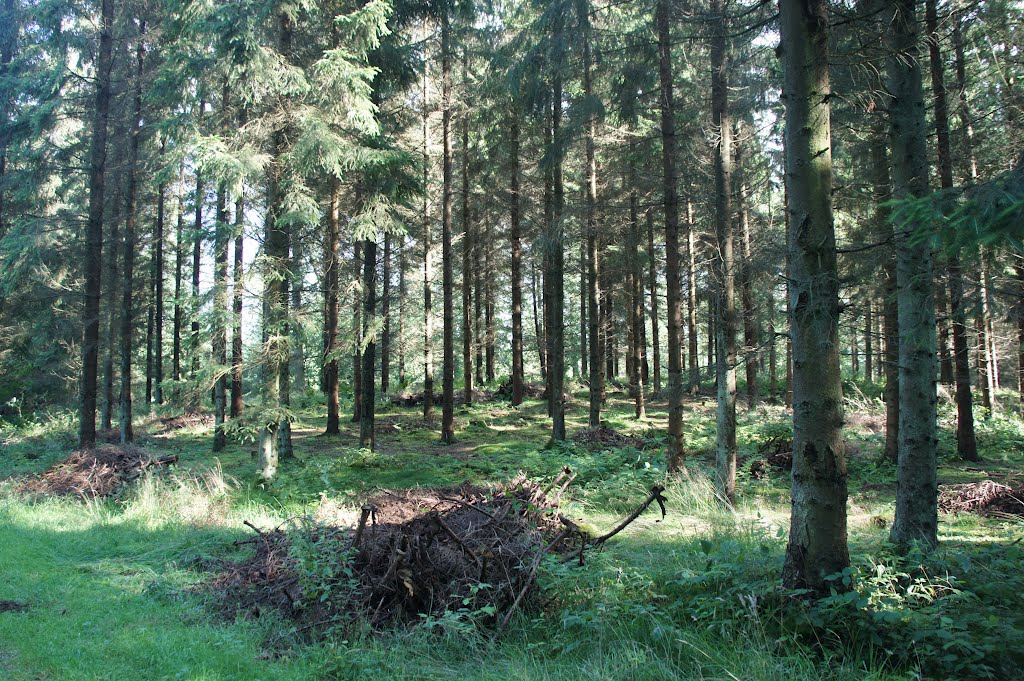 Kelstrup Plantage, 7. august 2012 by papkassen