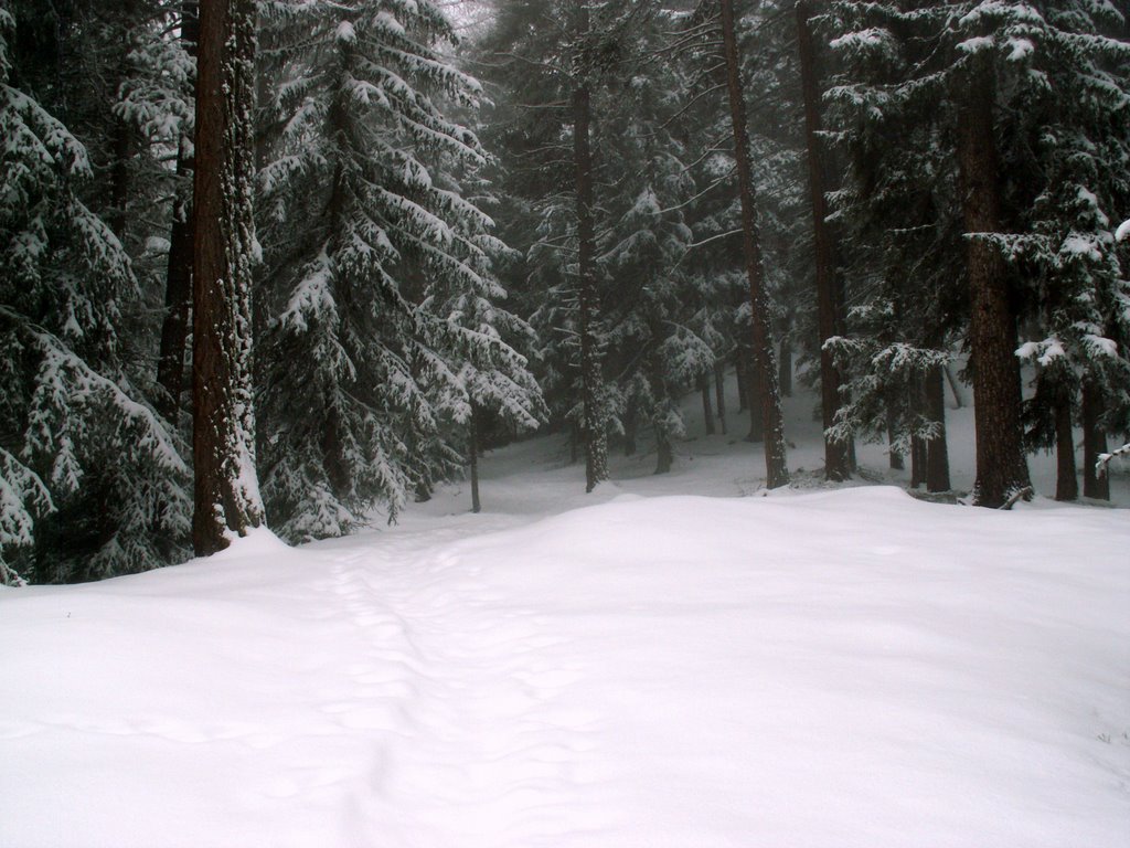 Wolfsspuren im Neuschnee by Burgener  Norbert