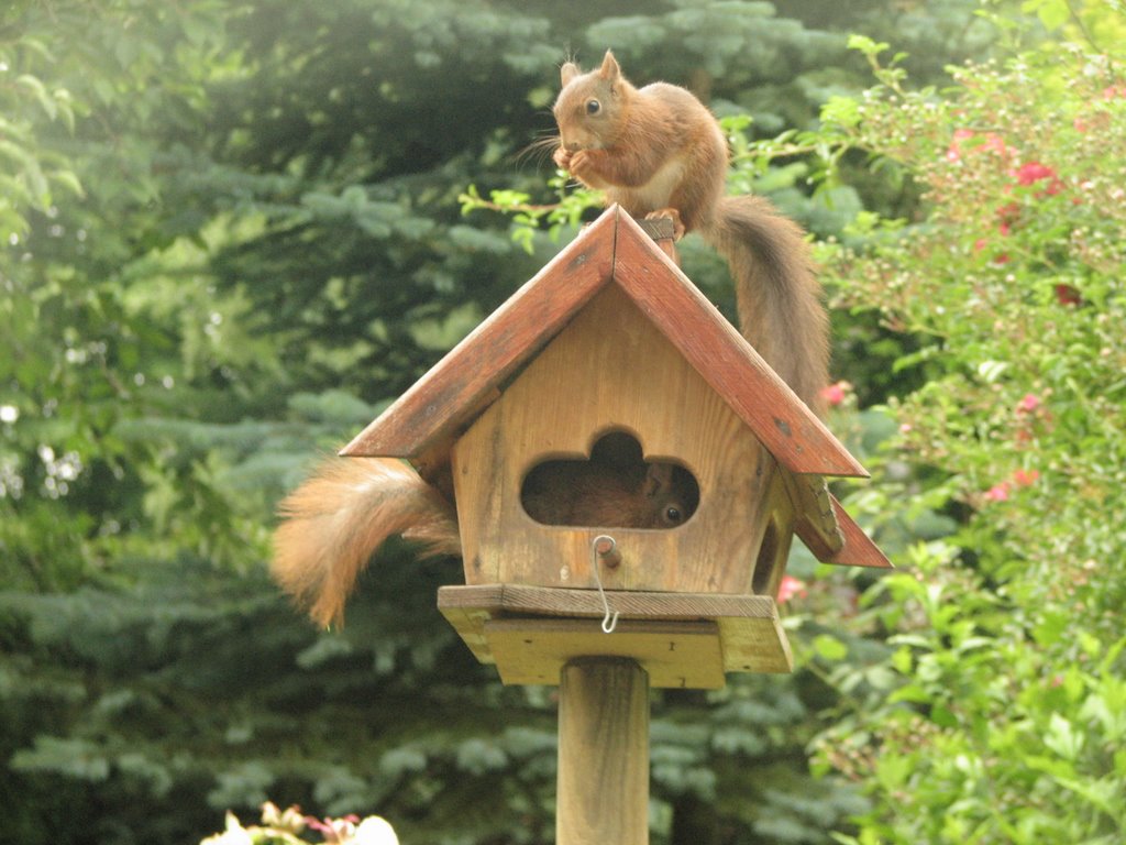 2 squirrels in the bird-home in the garden: eating al kind of seeds, but special sunflower seed by Henk Monster