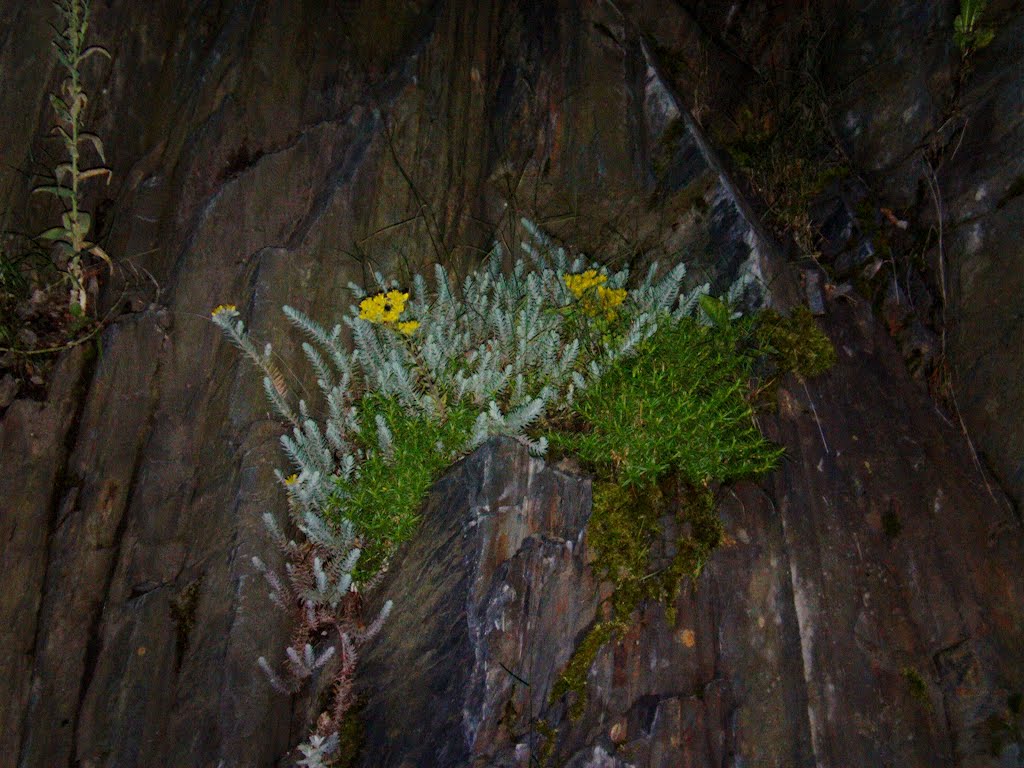 Natur in Ziegenrück by ConnyWonny