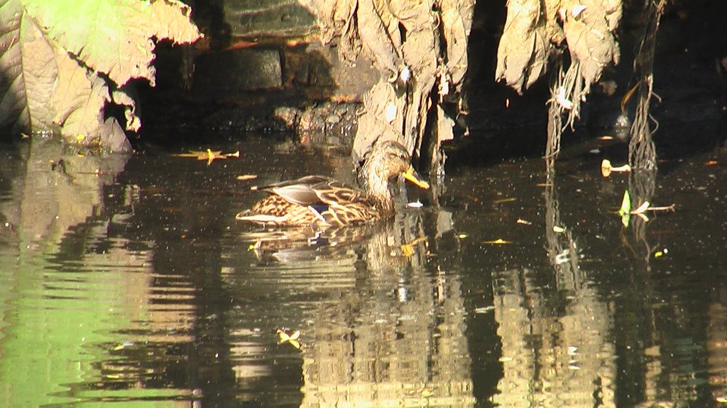 Duck on Southampton Uni campus by Robert R.