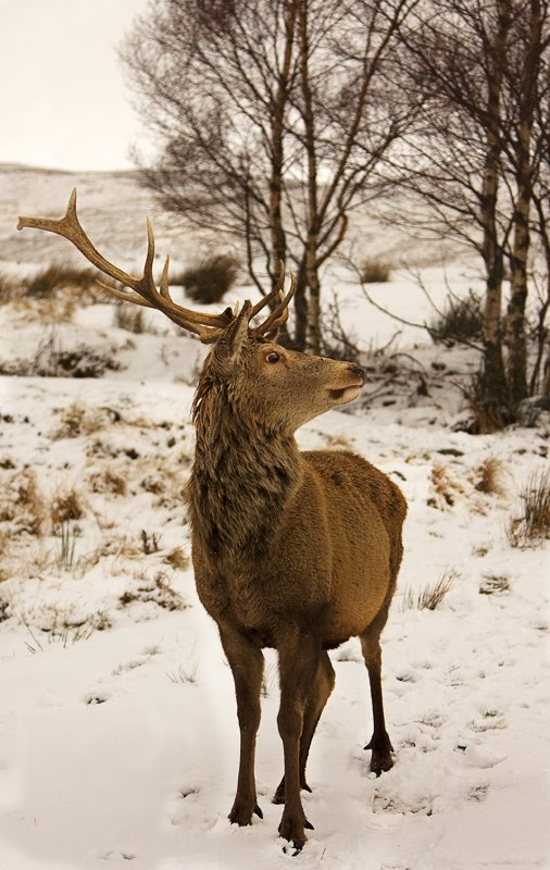 Red Deer Stag Above Loch Tulla, Rannoch Moor - 1 by Lez Slack