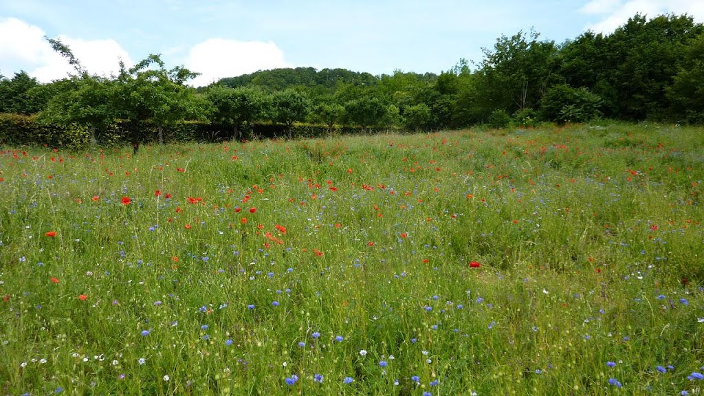 Poppy Garden Giverny France by Molly5859