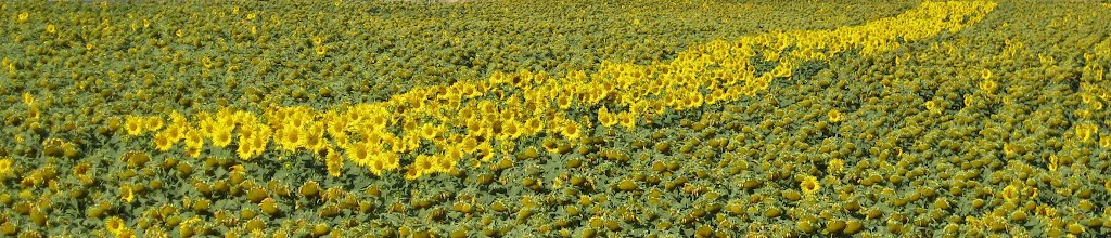 Girasoles en Orón by Óscar Blasco