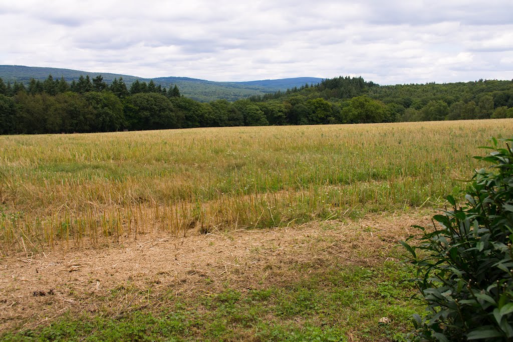 Niederwald by © DerSIGGY