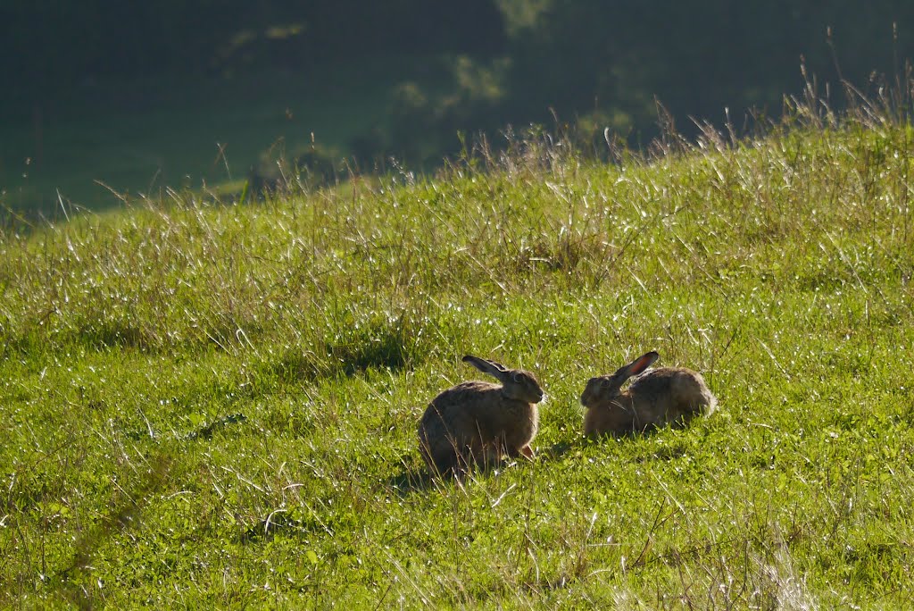 Hasen in der Morgensonne by Günter Kriems