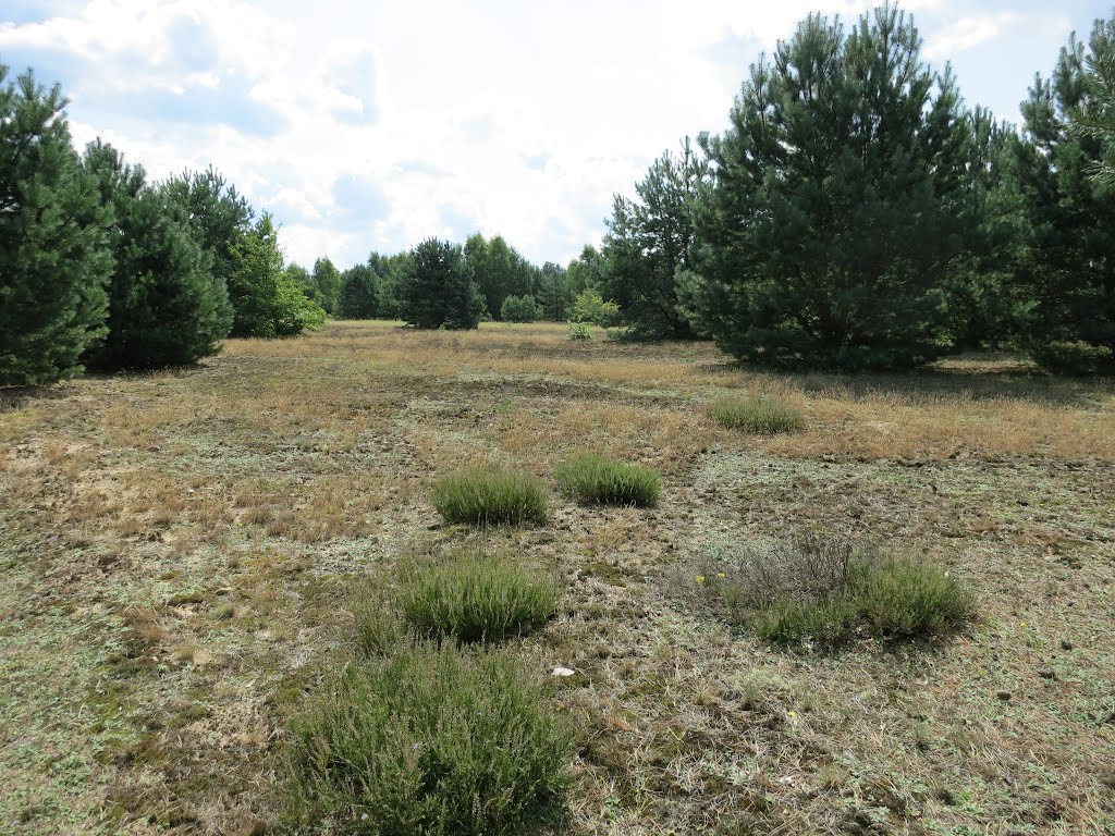 Zossener Heide, ehemaliges Flugfeld by J. Deckert