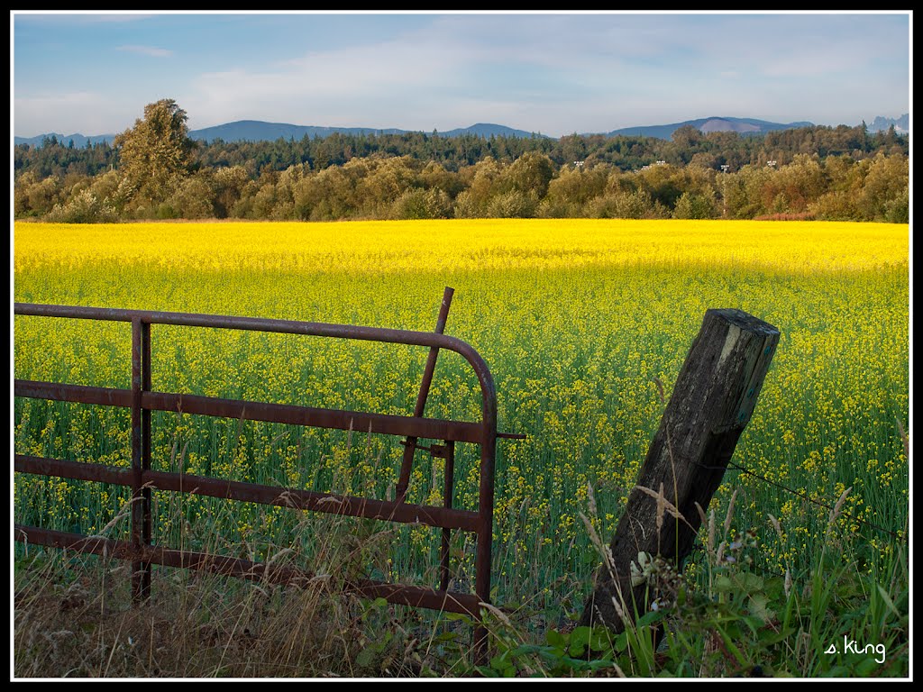 Canola Fields by S. King