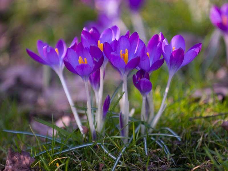 Crocus thomassianus 'Ruby Giant' by Erik van den Ham