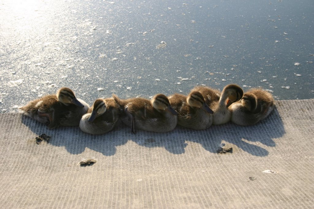 DC Capitol Ducks by Damian Blanck