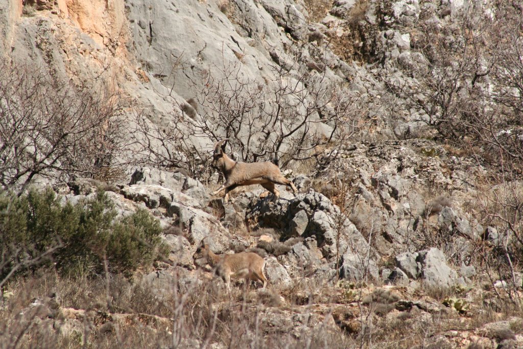 Ibex - mountain goat - dağ keçileri by mehmet alkaya