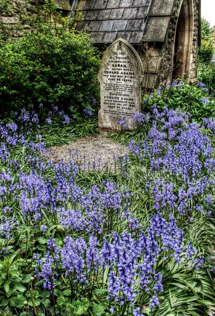 Bathed In Bluebells by Lee Gill - Cemetery