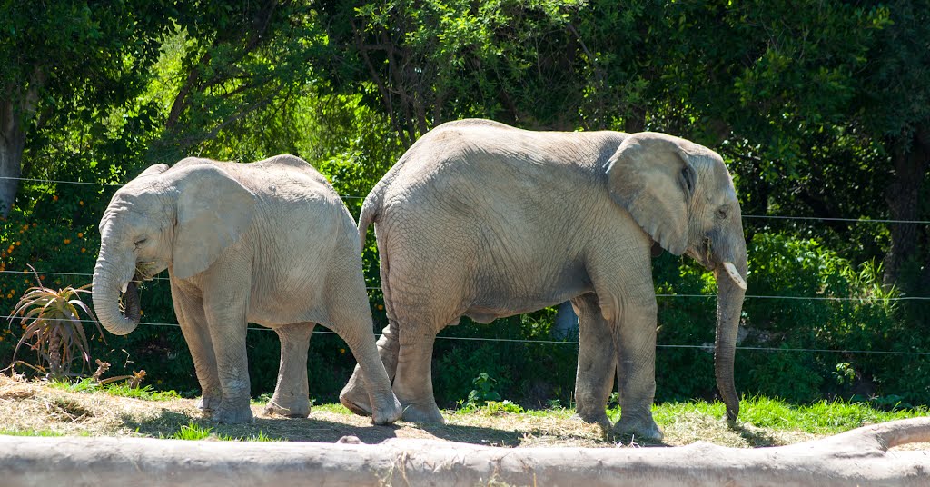 Elefante asiático (Elephas maximus) by J Pilloni F