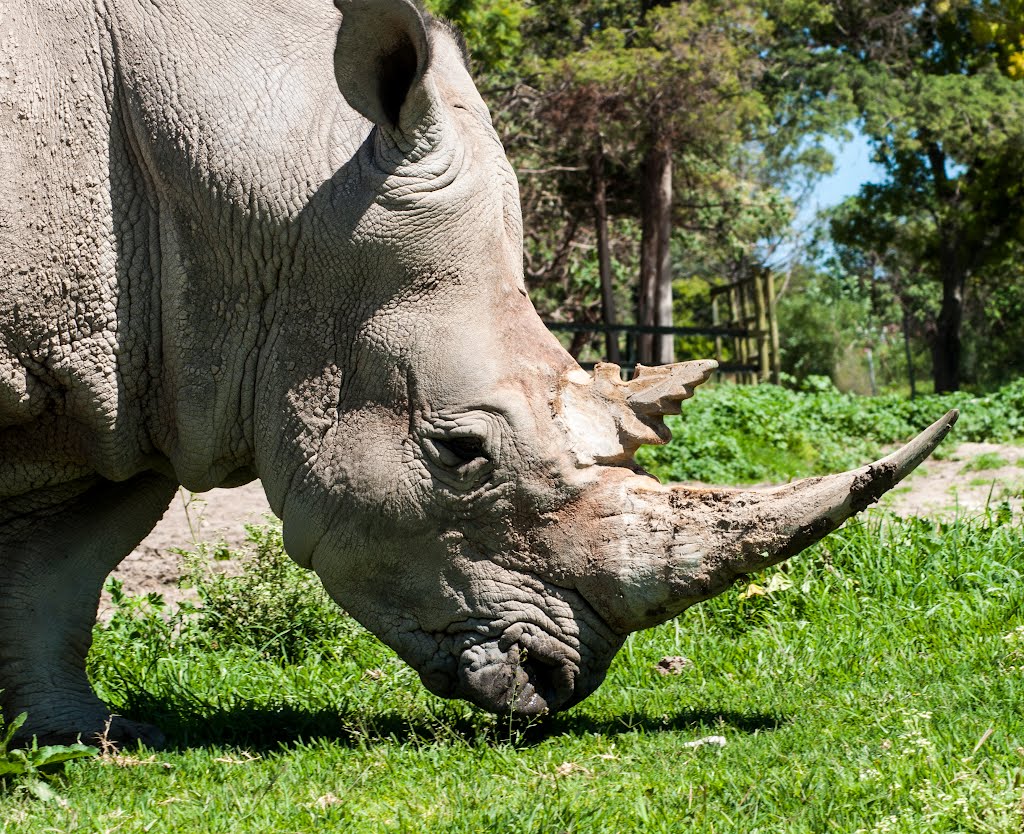 Rinoceronte blanco (Ceratotherium simum) by J Pilloni F