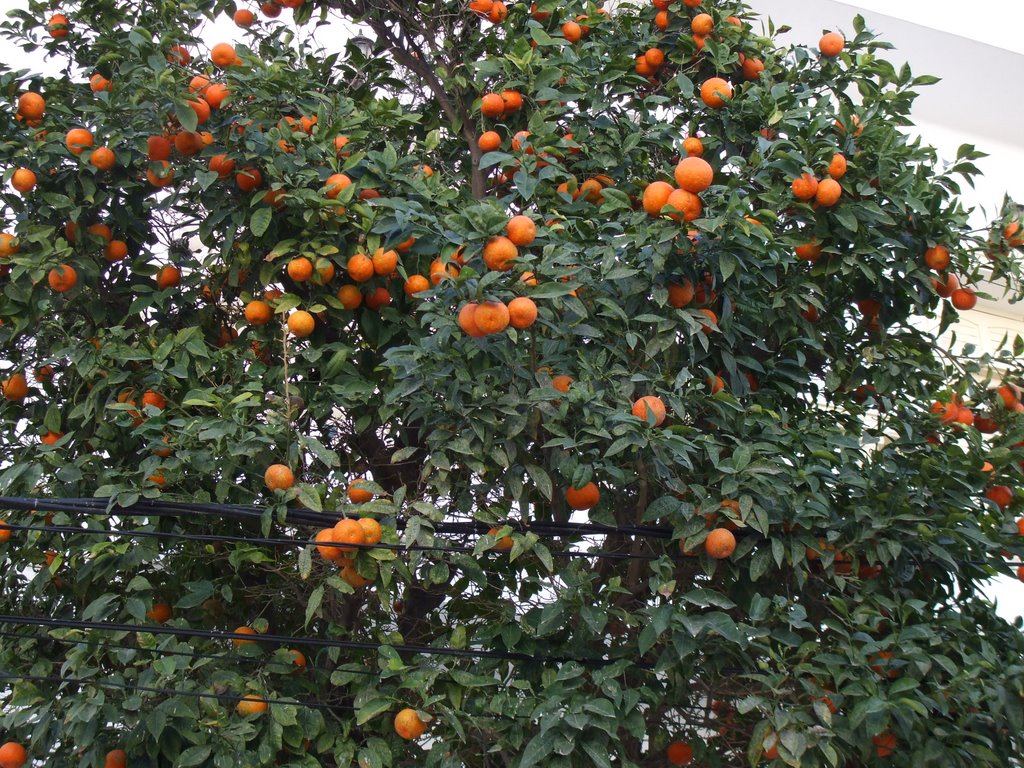 "narancsba borúlnak a pálmafák"- orange tree by Schein István