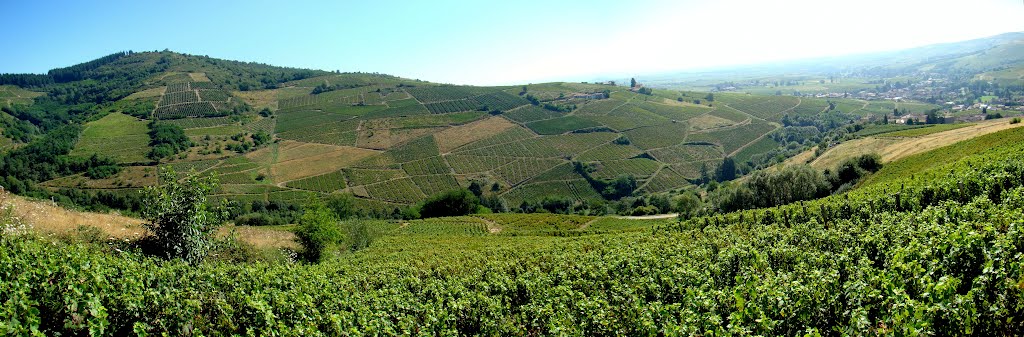 Panorama de vignes by perequart