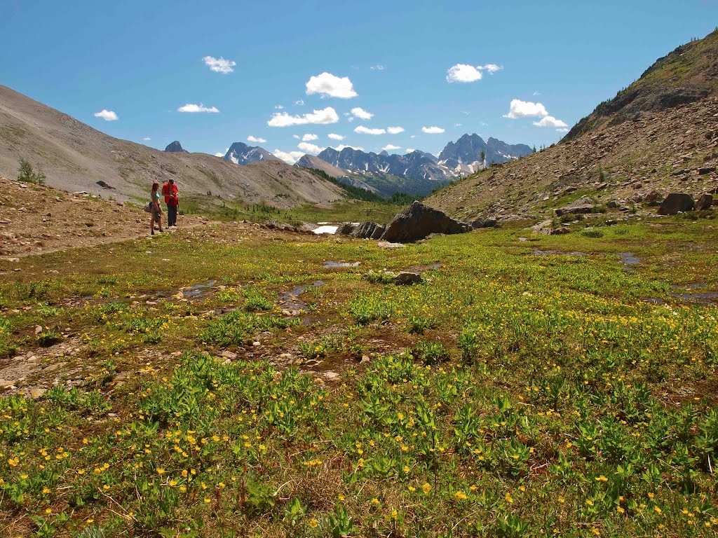 Alpine Meadows on Wonder Pass by Taras K